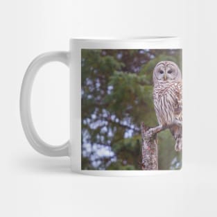 Barred Owl Mug